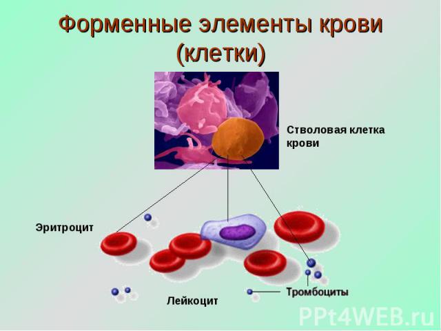 Форменные элементы крови (клетки) Стволовая клетка крови
