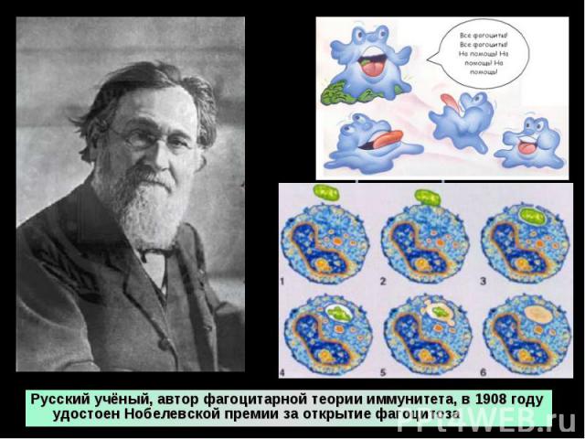 Русский учёный, автор фагоцитарной теории иммунитета, в 1908 году удостоен Нобелевской премии за открытие фагоцитоза