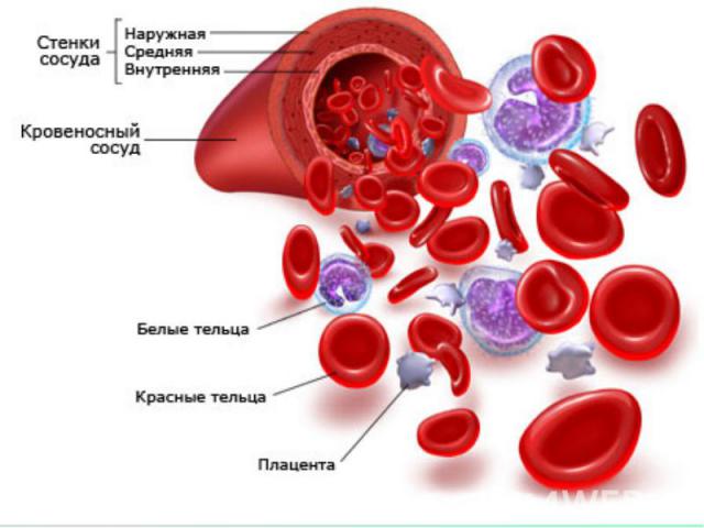 Реферат: Физиология крови 2