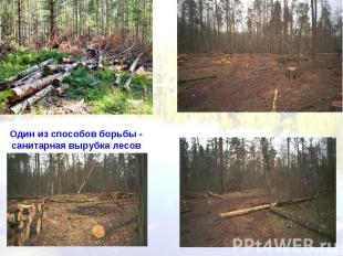 Один из способов борьбы - санитарная вырубка лесов