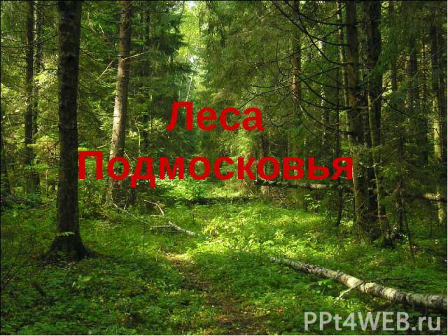 Леса Подмосковья