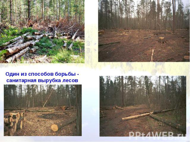 Один из способов борьбы - санитарная вырубка лесов