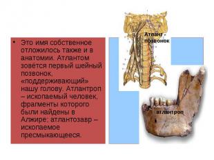 Это имя собственное отложилось также и в анатомии. Атлантом зовётся первый шейны