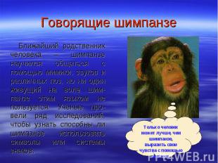 Говорящие шимпанзе Ближайший родственник человека – шимпанзе научился общаться с