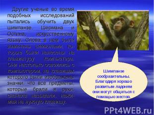 Другие ученые во время подобных исследований пытались обучить двух шимпанзе, Шер