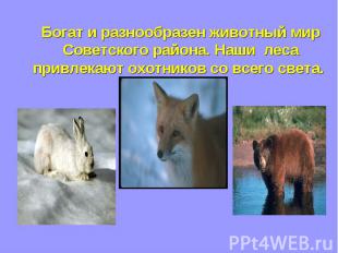 Богат и разнообразен животный мир Советского района. Наши леса привлекают охотни
