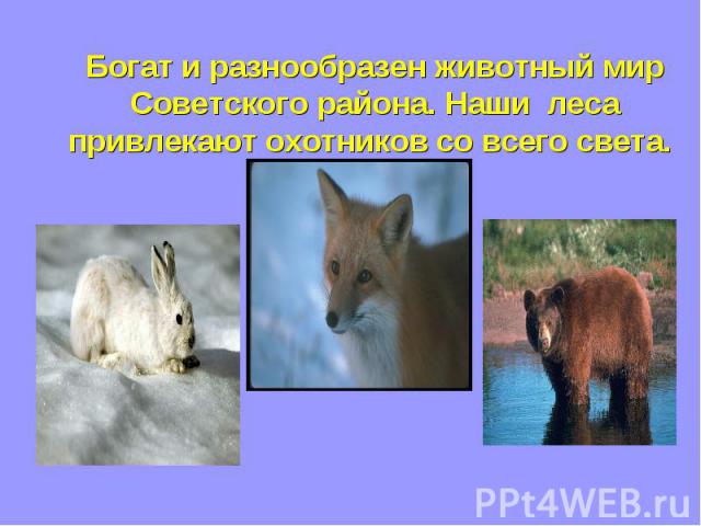 Богат и разнообразен животный мир Советского района. Наши леса привлекают охотников со всего света.