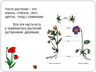 Части растения – это корень, стебель, лист, цветок, плод с семенами. Все эти час