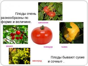 Плоды очень разнообразны по форме и величине. Плоды бывают сухие и сочные .