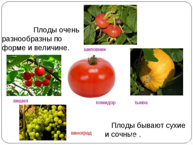Плоды очень разнообразны по форме и величине. Плоды бывают сухие и сочные .