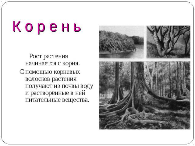 К о р е н ь Рост растения начинается с корня. С помощью корневых волосков растения получают из почвы воду и растворённые в ней питательные вещества.