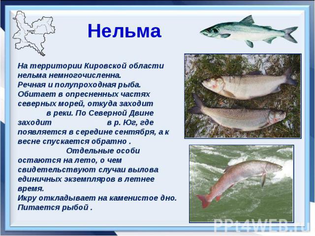 НельмаНа территории Кировской области нельма немногочисленна. Речная и полупроходная рыба. Обитает в опресненных частях северных морей, откуда заходит в реки. По Северной Двине заходит в р. Юг, где появляется в середине сентября, а к весне спускаетс…