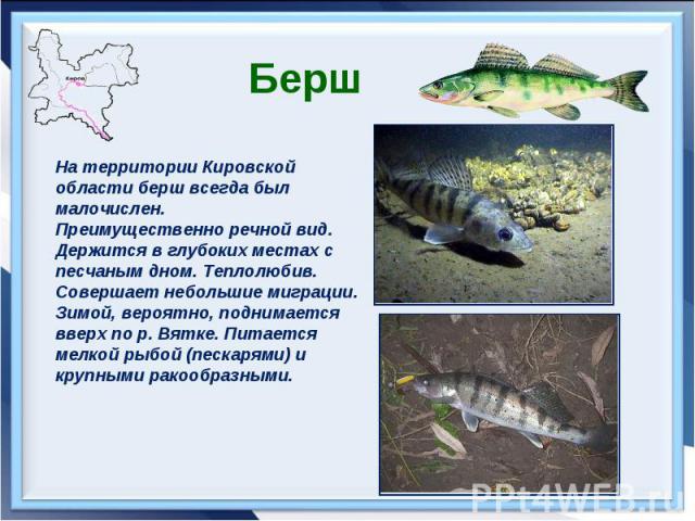 БершНа территории Кировской области берш всегда был малочислен. Преимущественно речной вид. Держится в глубоких местах с песчаным дном. Теплолюбив. Совершает небольшие миграции. Зимой, вероятно, поднимается вверх по р. Вятке. Питается мелкой рыбой (…