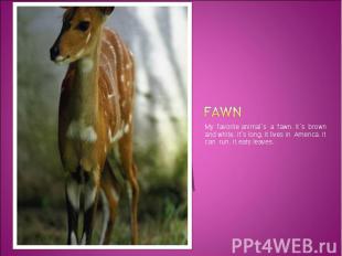 fawn My favorite animal`s a fawn. It`s brown and white. It`s long. It lives in A