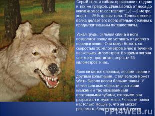 Серый волк и собака произошли от одних и тех же предков. Длина волка от носа до