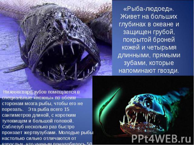 «Рыба-людоед». Живет на больших глубинах в океане и защищен грубой, покрытой броней кожей и четырьмя длинными, прямыми зубами, которые напоминают гвозди. Нижняя пара зубов помещается в специальные «ножны» по обеим сторонам мозга рыбы, чтобы его не п…