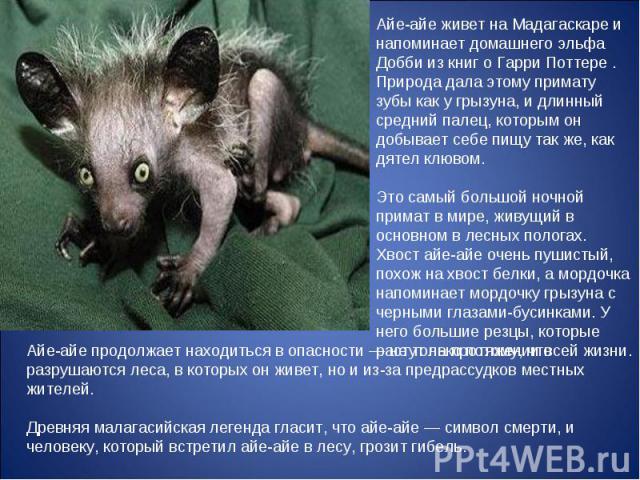 Айе-айе живет на Мадагаскаре и напоминает домашнего эльфа Добби из книг о Гарри Поттере . Природа дала этому примату зубы как у грызуна, и длинный средний палец, которым он добывает себе пищу так же, как дятел клювом. Это самый большой ночной примат…