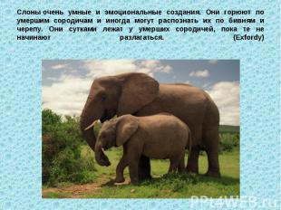 Слоны очень умные и эмоциональные создания. Они горюют по умершим сородичам и ин