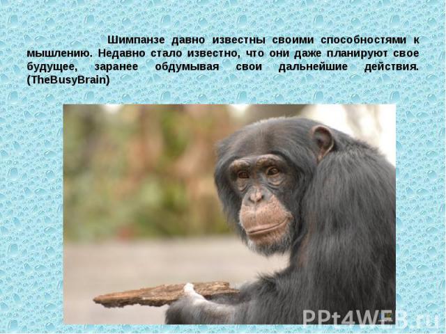 Шимпанзе давно известны своими способностями к мышлению. Недавно стало известно, что они даже планируют свое будущее, заранее обдумывая свои дальнейшие действия. (TheBusyBrain)  