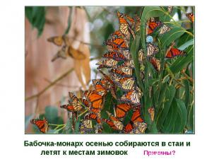 Бабочка-монарх осенью собираются в стаи и летят к местам зимовок Причины?
