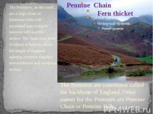 Pennine Chain Fern thicket The Pennines , in the north, are a large chain of lim