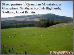 Sheep pasture in Grampian Mountains, or Grampians. Northern Scottish Highlands,