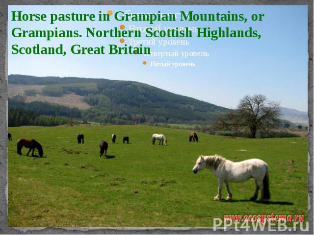 Horse pasture in Grampian Mountains, or Grampians. Northern Scottish Highlands, Scotland, Great Britain