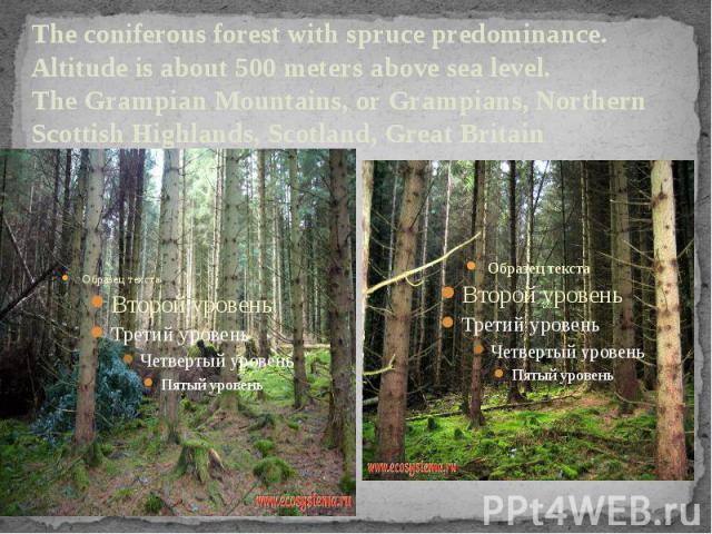The coniferous forest with spruce predominance. Altitude is about 500 meters above sea level. The Grampian Mountains, or Grampians, Northern Scottish Highlands, Scotland, Great Britain