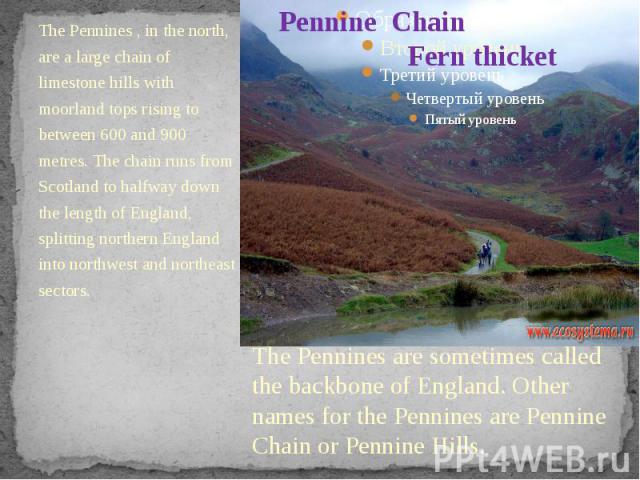 Pennine Chain Fern thicket The Pennines , in the north, are a large chain of limestone hills with moorland tops rising to between 600 and 900 metres. The chain runs from Scotland to halfway down the length of England, splitting northern England into…
