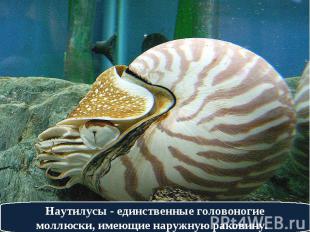 Наутилусы - единственные головоногие моллюски, имеющие наружную раковину.