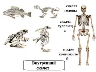 Внутренний скелет