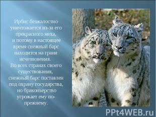 Ирбис безжалостно уничтожается из-за его прекрасного меха, и потому в настоящее