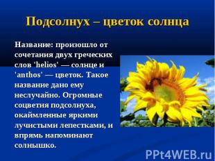 Подсолнух – цветок солнца Название: произошло от сочетания двух греческих слов '