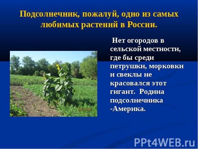 Подсолнечник, пожалуй, одно из самых любимых растений в России. Нет огородов в сельской местности, где бы среди петрушки, морковки и свеклы не красовался этот гигант. Родина подсолнечника -Америка.