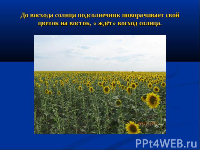 До восхода солнца подсолнечник поворачивает свой цветок на восток, « ждёт» восход солнца.