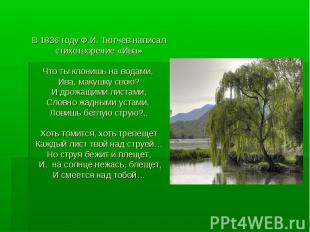 В 1836 году Ф.И. Тютчев написал стихотворение «Ива» Что ты клонишь на водами, Ив