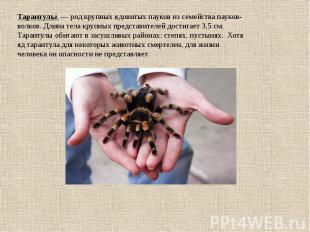 Тарантулы  — род крупных ядовитых пауков из семейства пауков-волков. Длина тела