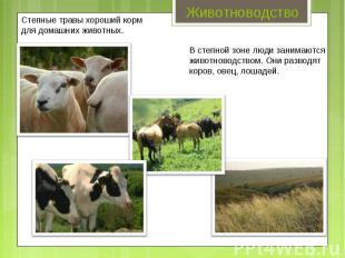 Животноводство Степные травы хороший корм для домашних животных. В степной зоне