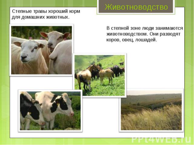 Животноводство Степные травы хороший корм для домашних животных. В степной зоне люди занимаются животноводством. Они разводят коров, овец, лошадей.