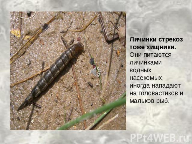 Личинки стрекоз тоже хищники. Они питаются личинками водных насекомых, иногда нападают на головастиков и мальков рыб.