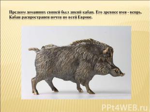 Предком домашних свиней был дикий кабан. Его древнее имя - вепрь. Кабан распрост