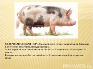 СЕВЕРОКАВКАЗСКАЯ ПОРОДА свиней, мясо-сального направления. Выведена в Ростовской