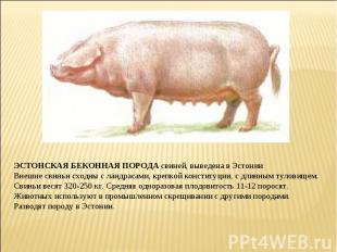 ЭСТОНСКАЯ БЕКОННАЯ ПОРОДА свиней, выведена в Эстонии Внешне свиньи сходны с ланд