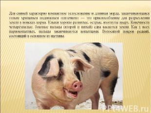 Для свиней характерно компактное телосложение и длинная морда, заканчивающаяся г