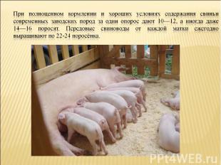 При полноценном кормлении и хороших условиях содержания свиньи современных завод