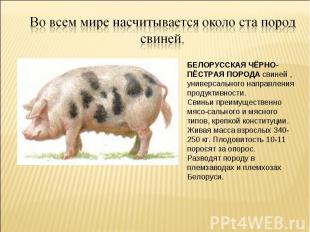 Во всем мире насчитывается около ста пород свиней. БЕЛОРУССКАЯ ЧЁРНО-ПЁСТРАЯ ПОР