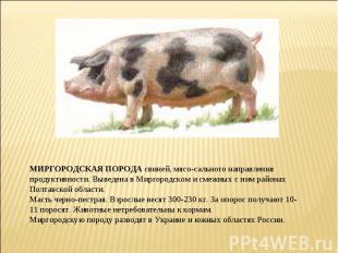 МИРГОРОДСКАЯ ПОРОДА свиней, мясо-сального направления продуктивности. Выведена в