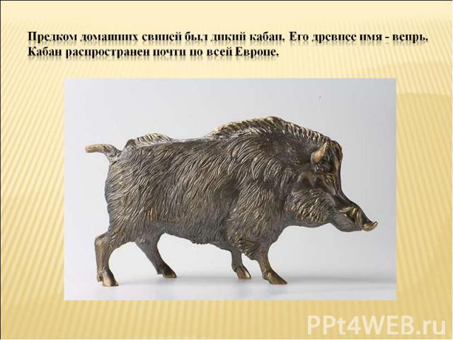 Предком домашних свиней был дикий кабан. Его древнее имя - вепрь. Кабан распространен почти по всей Европе.
