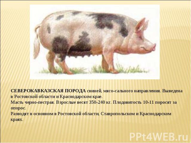 СЕВЕРОКАВКАЗСКАЯ ПОРОДА свиней, мясо-сального направления. Выведена в Ростовской области и Краснодарском крае. Масть черно-пестрая. Взрослые весят 350-240 кг. Плодовитость 10-11 поросят за опорос. Разводят в основном в Ростовской области, Ставрополь…