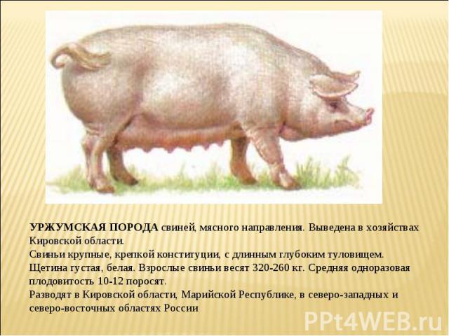 УРЖУМСКАЯ ПОРОДА свиней, мясного направления. Выведена в хозяйствах Кировской области. Свиньи крупные, крепкой конституции, с длинным глубоким туловищем. Щетина густая, белая. Взрослые свиньи весят 320-260 кг. Средняя одноразовая плодовитость 10-12 …
